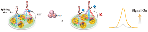 �����о��״�չʾ��һ��������CRISPR-Cas12a��������DNA���׽ṹ�ľۼ��յ��绯ѧ���⴫�����������ڼ������ù����A��