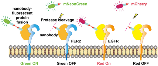 Protease-cleavable nanobody-fluorescent protein fusions can be produced by cell factories without post-synthetic chemical modification and enable reversible immunofluorescence staining.