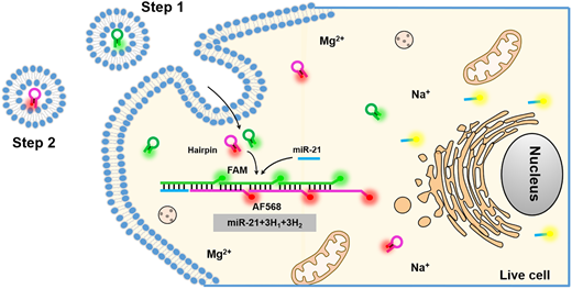 Conditional regulation of HCR for rapid visualization of endogenous miR ...