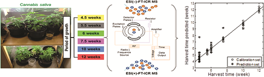 Sample Multivariate Analysis Chemical profiling and classification of cannabis through electrospray ...