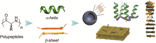 This article highlights the conformation-specific properties and functions of synthetic polypeptides derived from N-carboxyanhydrides.