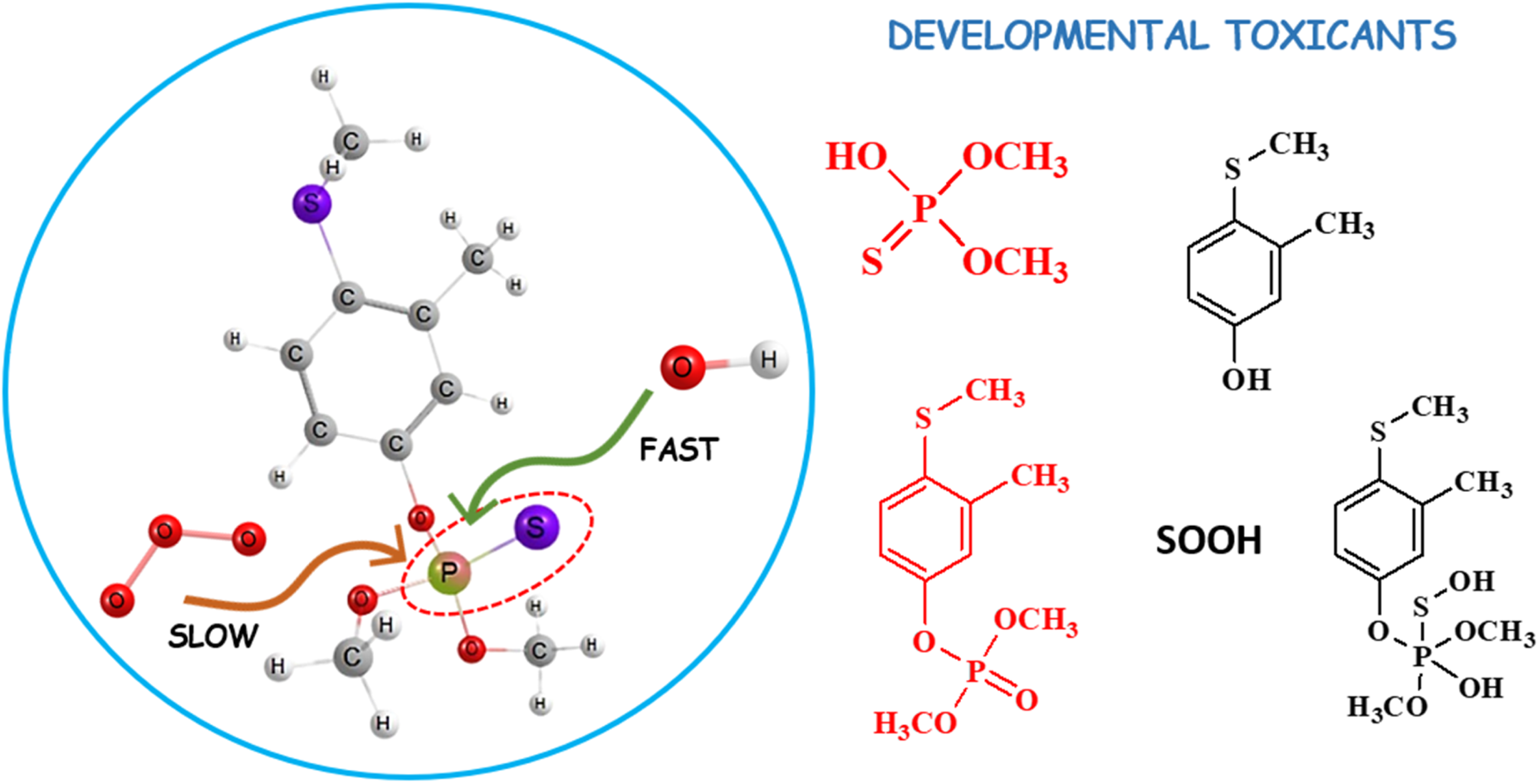 Fenthion reacts rapidly with atmospheric ˙OH, while its reaction with O3 is slow. The PS is found to be highly reactive. The subsequent reactions with O2, and ˙OH, forms closed-shell products which are developmental toxicants.