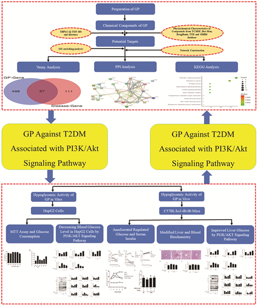 Rsc Function Network Exploring the protective effect of Gynura procumbens against type 2 ...