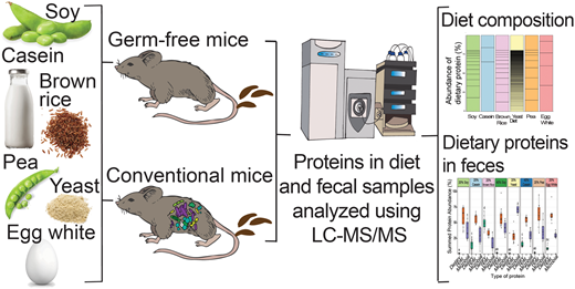 研究が明らかに:全ての食事性タンパク質が同じように消化されるわけではない(Study Shows Not All Dietary Proteins Are Digested the Same Way)