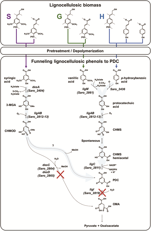 Graphical abstract: Funneling aromatic products of chemically depolymerized lignin into 2-pyrone-4-6-dicarboxylic acid with Novosphingobium aromaticivorans