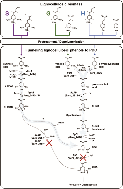 Graphical abstract: Funneling aromatic products of chemically depolymerized lignin into 2-pyrone-4-6-dicarboxylic acid with Novosphingobium aromaticivorans