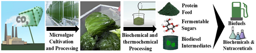 Graphical abstract: Potential of using microalgae to sequester carbon dioxide and processing to bioproducts
