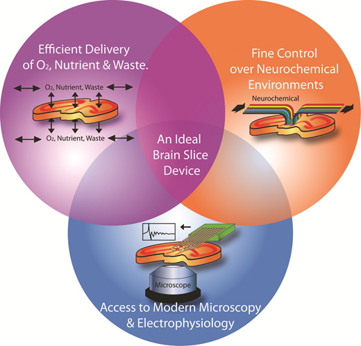 Rsc Function Network Brain slice on a chip: opportunities and challenges of applying ...