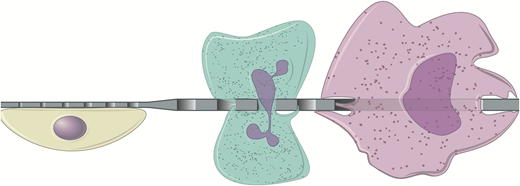 Use of porous membranes in tissue barrier and co-culture models | Lab ...