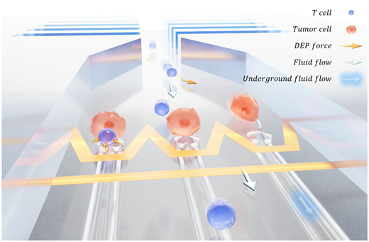 T細胞スクリーニングとソーティングのためのラボオンチップ(A Lab-on-a-Chip for T cell screening and sorting)