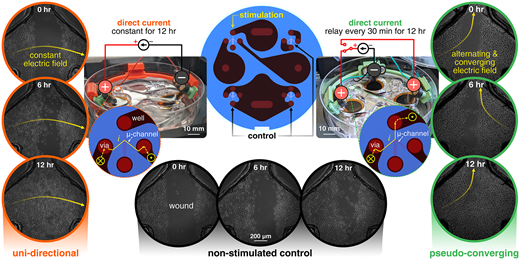 電気で傷を3倍早く治す方法(How electricity can heal wounds three times as fast) 電気で傷を3倍早く治す方法(How electricity can heal wounds three times as fast)