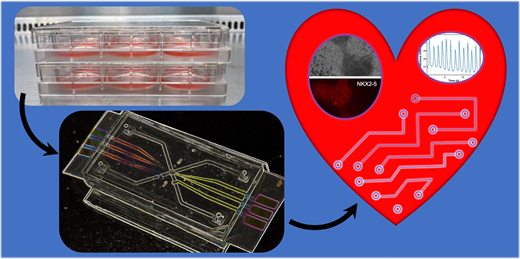 NISTのハートオンチップ: 心臓血管研究の未来を形作るマイクロ流体マーベル(NIST’s Heart-on-a-Chip: A Microfluidic Marvel Shaping the Future of Cardiovascular Research) NISTのハートオンチップ: 心臓血管研究の未来を形作るマイクロ流体マーベル(NIST’s Heart-on-a-Chip: A Microfluidic Marvel Shaping the Future of Cardiovascular Research)