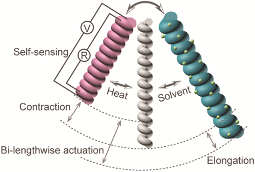 Self-sensing coaxial muscle fibers with bi-lengthwise actuation ...