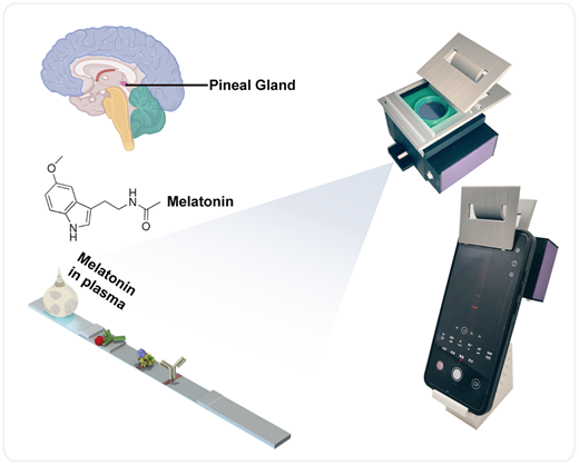 Graphical abstract: Europium nanoparticle label/lateral flow test strip integrated with a 3D-printed fluorescence smartphone reader for detection of melatonin in human blood