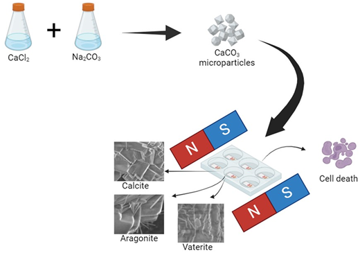 Calcium carbonate microparticles show enhanced anti-cancer properties ...