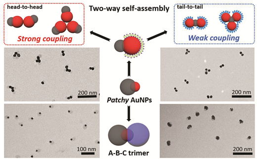 We report a new design of polymer-patched gold nanoparticles (AuNPs) with controllable interparticle interactions in terms of their direction and strength.