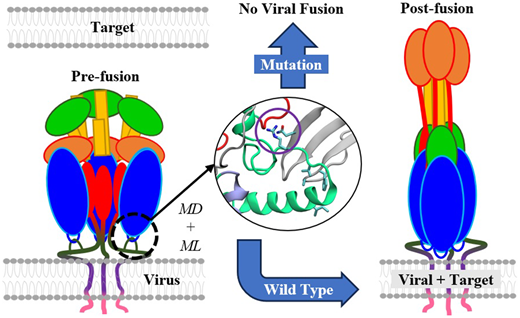 ウイルス侵入を防ぐ分子相互作用を遮断する方法を発見(Modulating key interaction prevents virus from entering cells) ウイルス侵入を防ぐ分子相互作用を遮断する方法を発見(Modulating key interaction prevents virus from entering cells)