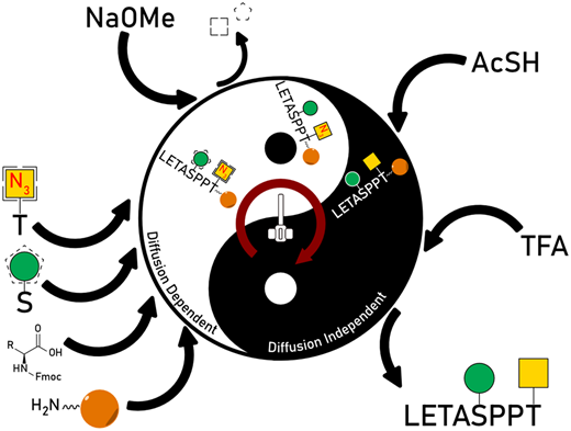 An accelerated stirring-based solid-phase process for the equimolar synthesis of heteroglycosylated peptides bearing both Man and α-GalNAc glycan cores was optimized and organized by distinguishing between diffusion-dependent and -independent steps.