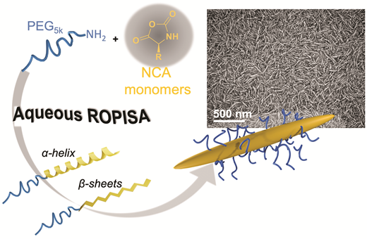 Aqueous ROPISA of α-amino acid N-carboxyanhydrides: polypeptide block ...