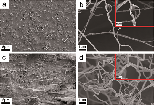 Rsc Function Network Excellent properties and extrusion foaming behavior of PPC/PS/PTFE ...