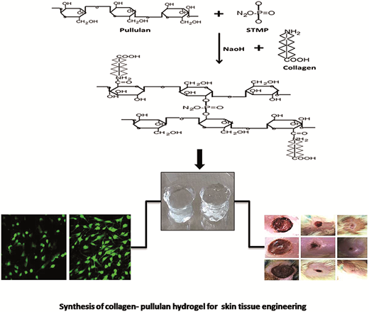 Design and development of a piscine collagen blended pullulan hydrogel ...
