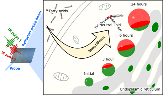 革新的な顕微鏡技術で細胞内の脂質合成の秘密を解明(Innovative Microscopy Technique Reveals Secrets of Lipid Synthesis Inside Cells) 革新的な顕微鏡技術で細胞内の脂質合成の秘密を解明(Innovative Microscopy Technique Reveals Secrets of Lipid Synthesis Inside Cells)