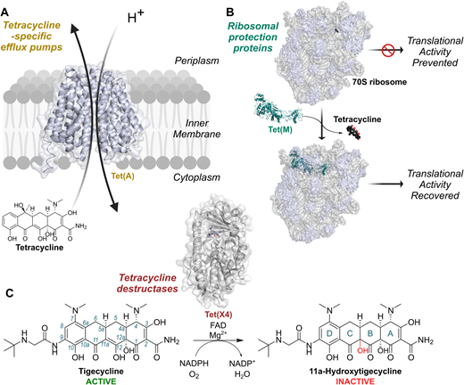 薬剤耐性菌に対抗する新たなスクリーニング法を開発(New screening method finds novel approaches to combat antimicrobial resistant bacteria) 薬剤耐性菌に対抗する新たなスクリーニング法を開発(New screening method finds novel approaches to combat antimicrobial resistant bacteria)