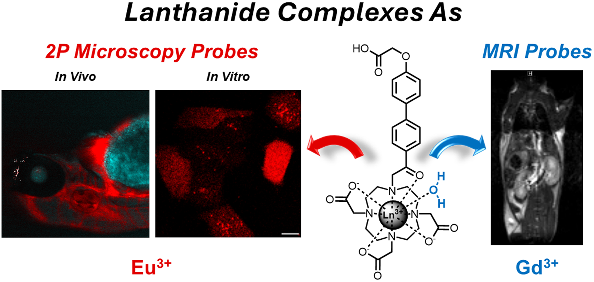 d3A versatile molecular chelator with a two-photon absorbing acetophenone moiety forms highly stable and inter complexes with Gd3+ and Eu3+, that can be used for MRI or two-photon microscopy.