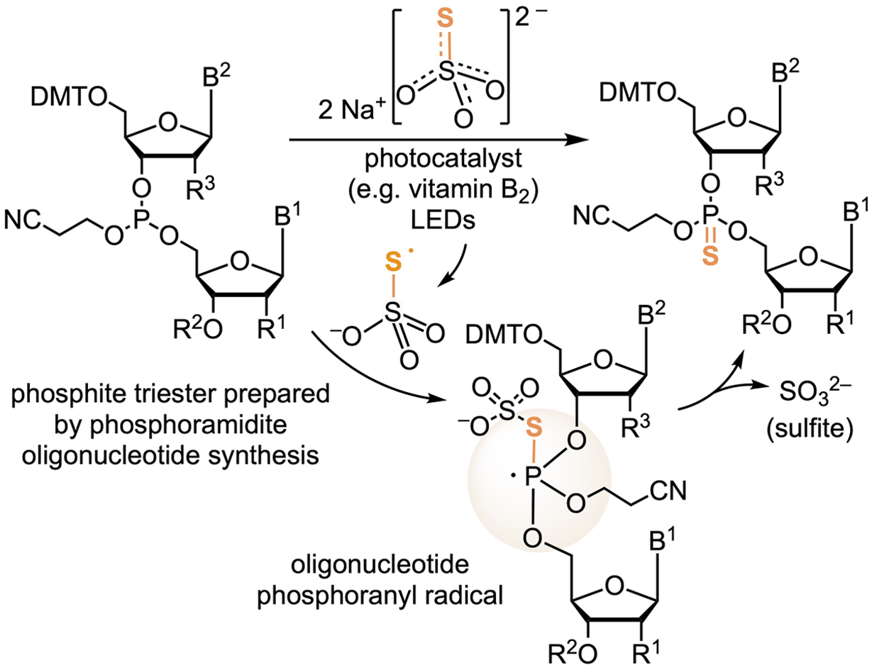 A photocatalytic sulfurization with conventional thiosulfate as a benign sulfur source allows a sustainable synthesis of phosphorothioate oligonucleotides by a mild protocol compatible with solid-phase phosphoramidite oligonucleotide synthesis.