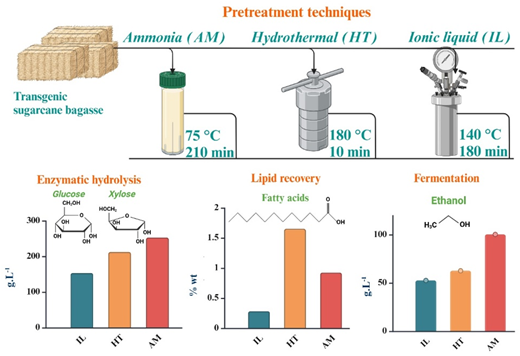 Graphical abstract: Evaluating the industrial potential of emerging biomass pretreatment technologies in bioethanol production and lipid recovery from transgenic sugarcane