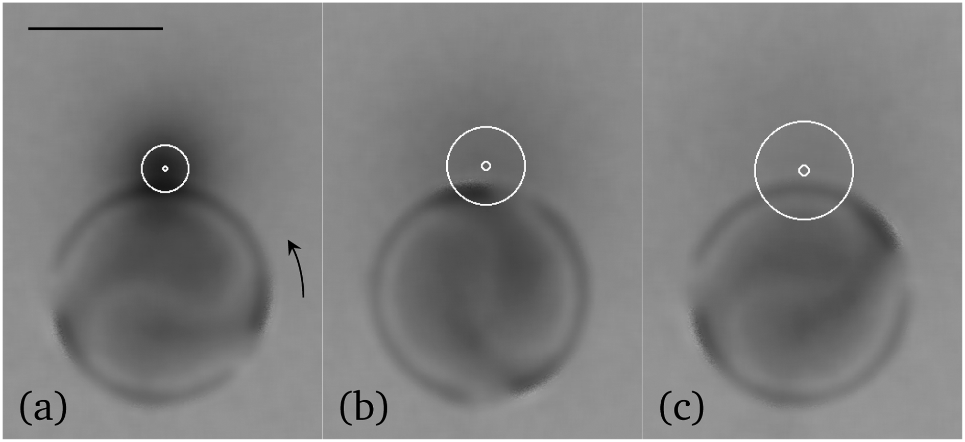 Do Lehmann cholesteric droplets subjected to a temperature gradient ...