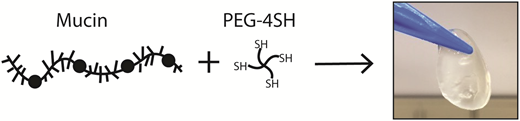 Rsc Function Network A rational approach to form disulfide linked mucin hydrogels† | Soft ...