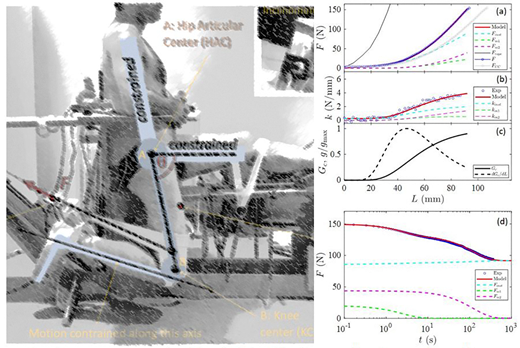 In vivo measurements of fascia lata effective mechanics combined to a ...