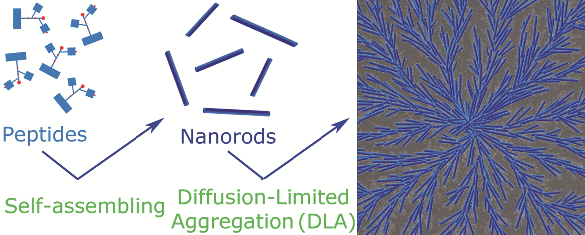 Self-assembled peptide nanorods as building blocks of fractal patterns ...