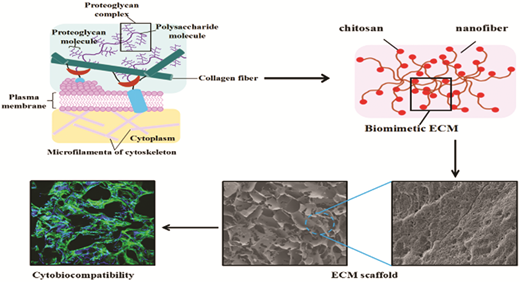Simulation of ECM with silk and chitosan nanocomposite materials ...