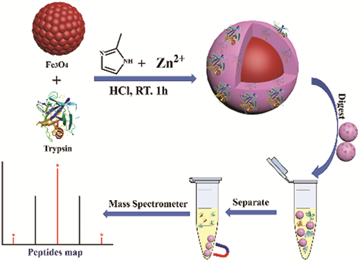 Sample Pot System One-pot synthesis of trypsin-based magnetic metal–organic frameworks ...