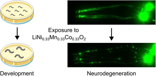 Caenorhabditis elegans exposed to LiNi0.33Mn0.33Co0.33O2 during development show neuronal damage, linking lithium battery cathode particles to neurodegeneration.